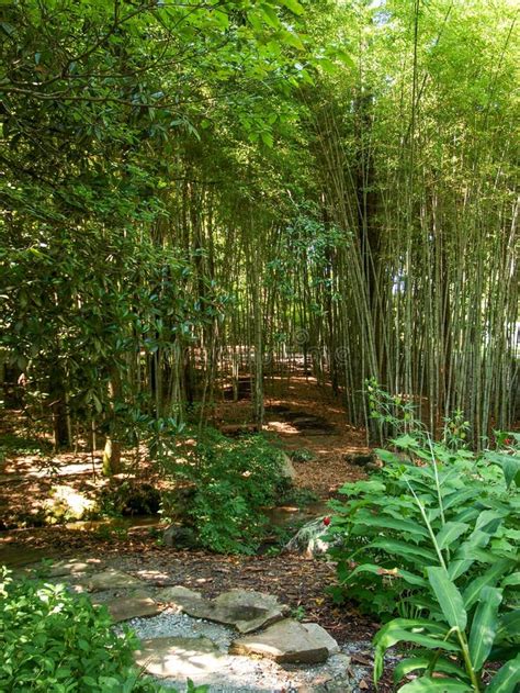 Bamboo Forest At Sarah P Duke Gardens In Durham North Carolina Stock