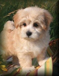 Find maltipoo puppies for sale and maltipoo dog breeders | preferable pups is the safest way to buy a maltipoo our maltipoo application and process matches you to the perfect maltipoo puppies. maltipoo puppies for sale in michigan | Cute Baby Animals | Pinterest | Maltipoo puppies for ...