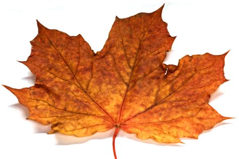 Autumn Leaf Photos Wallpaper Desktop Backgrounds