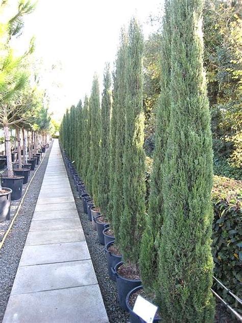 Manufacturer Price Absolutely Price To Value 25seeds Italian Cypress