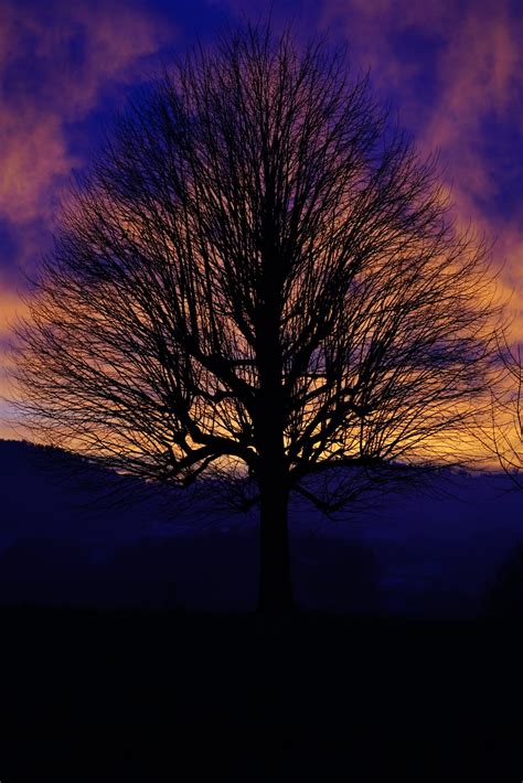 Free Images Landscape Nature Horizon Branch Silhouette Glowing