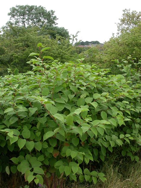 It's also medicinal, but more on that later. Japanese Knotweed - Tees Valley Wildlife Trust