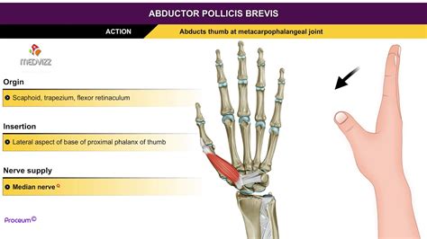 Out of the two thumb muscles, abductor pollicis muscle originates from the center of the wrist runs a short course along the bottom of the thumb and attaches itself in the proximal joint of the thumb. Abductor pollicis brevis - Thenar muscles , Animation ...