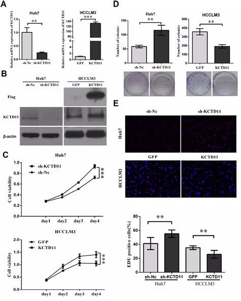 kctd11 inhibits cell proliferation of hcc in vitro a with lentivirus download scientific