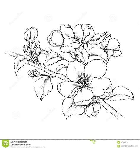 Simple Cherry Blossom Drawing At Getdrawings Free Download