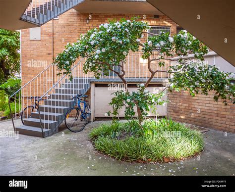 Blooming Camellia Tree Growing In Small Courtyard Of Old Apartments