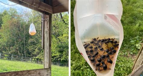 How To Make A Wood Bee Trap With An Old Milk Jug Wood Bee Trap Wood