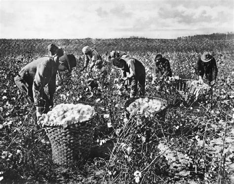Posterazzi Picking Cotton Nworkers Picking Cotton In The Southern