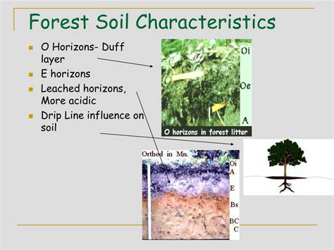 Ppt Lecture 3b Writing Soil Profile Descriptions And Forest Soils