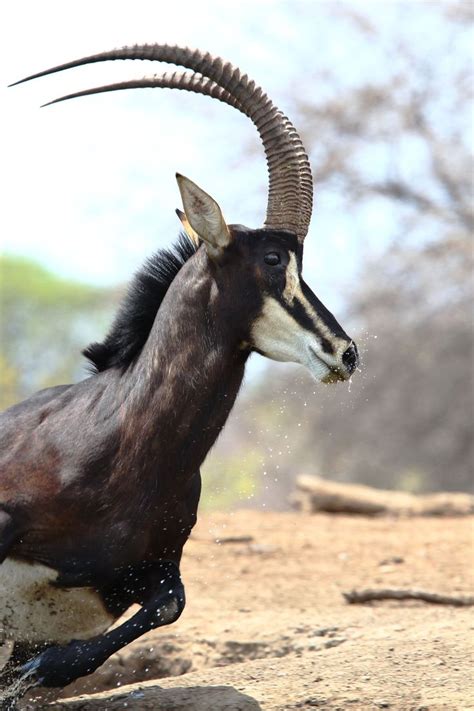 Majestic Sable Antelope Photo By Jose Cortes African Wildlife
