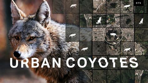 Why Urban Coyote Sightings Are On The Rise Youtube