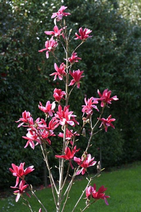 Top Tips For Growing Magnolias Palmers Garden Centre