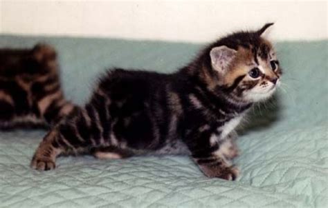 I Want A Manx Kitten Chats Et Chatons Cute Kittens Chaton