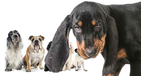 Can Coonhounds Live With Cats