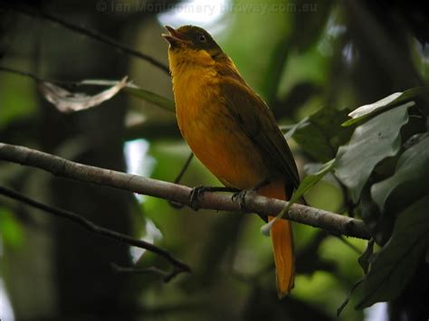 Golden Bowerbird Photo Image 7 Of 10 By Ian Montgomery At Au