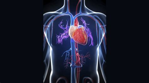 Arteria Aorta ¿qué Es Anatomía Función Recorrido Ubicación Y Más