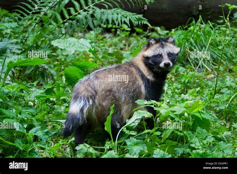 Raccoon Dog Nyctereutes Procyonoides Invasive Species In Germany