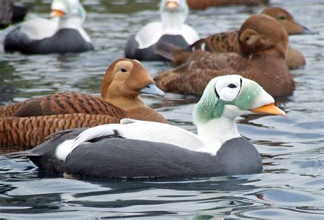 Astronomy To Zoology Spectacled Eider Somateria Fischeri Is A Large