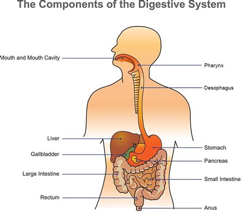 Grade 6 Concepts Nsc By Janice Bowes Wellington The Digestive System