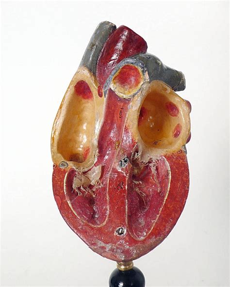 Anatomic Model Depicting A Human Heart France 1890 At 1stdibs
