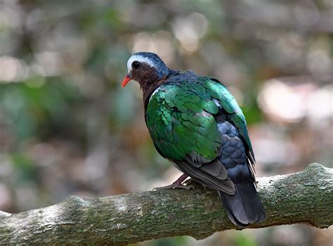 The Life Journey In Photography Green Imperial Pigeon Wilpattu