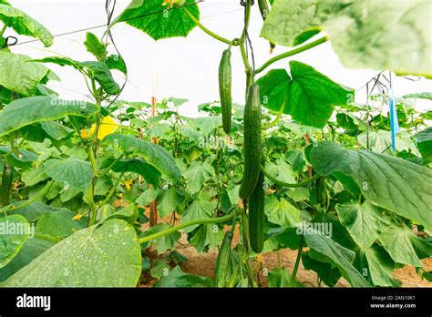 Commercial Growing On Vine Cultivation In A Greenhouse Of Cucumbers