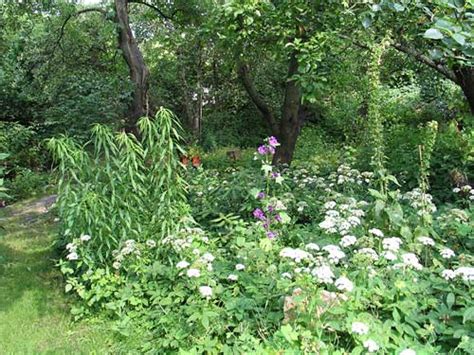 Looking for wild garden products in stores? Dein Garten, Dein Heiler - Der Biophilia-Effekt im wilden ...