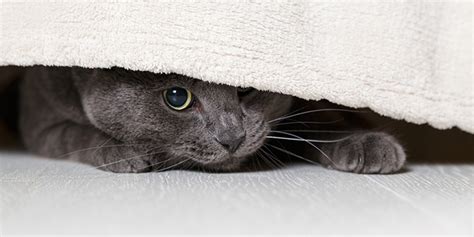 Cardboard boxes or sheets draped over chairs make ideal hiding spots when you first bring kitty home. Bringing Home a Shelter Cat: 8 Tips to Make the Transition ...