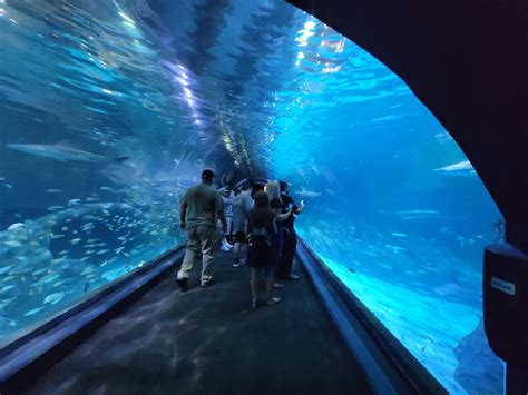 Adventure Aquarium Shark Tunnel Zoochat