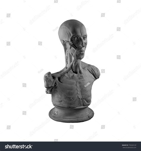 Plaster Statue Naked Man Anatomically Shaped Stock Photo Shutterstock