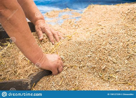 Farmers Manually Clean The Harvested Grain Stock Image Image Of