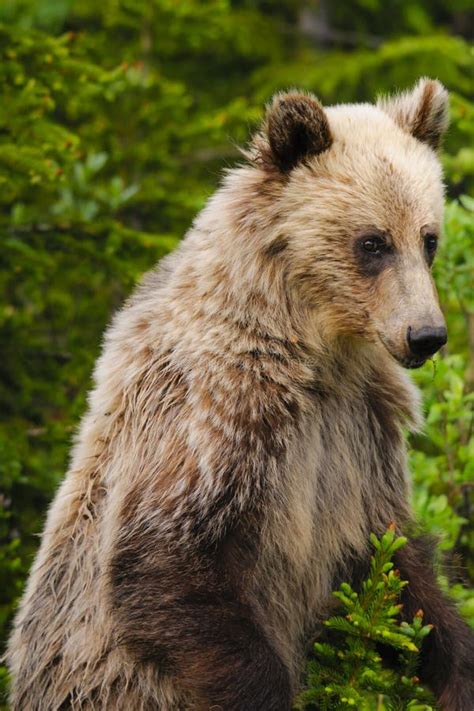 Grizzly Bear Ursus Arctos Horribilis Stock Image Image Of Country