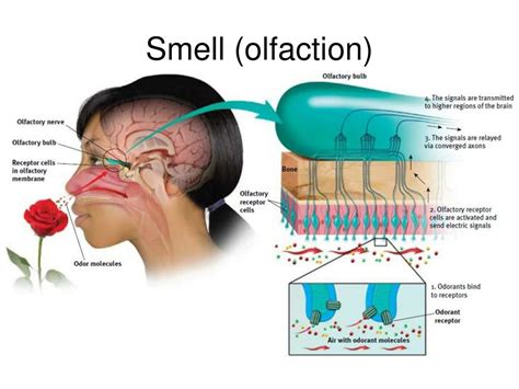 Ppt Touch Taste And Smell 170 177 Powerpoint Presentation Free