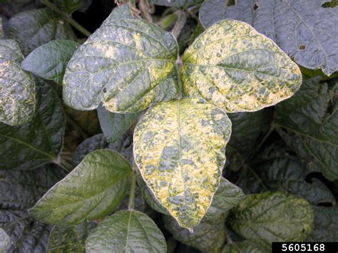 Alfalfa Mosaic Alfamovirus Alfalfa Mosaic Virus On Soybean Glycine Max 5605168