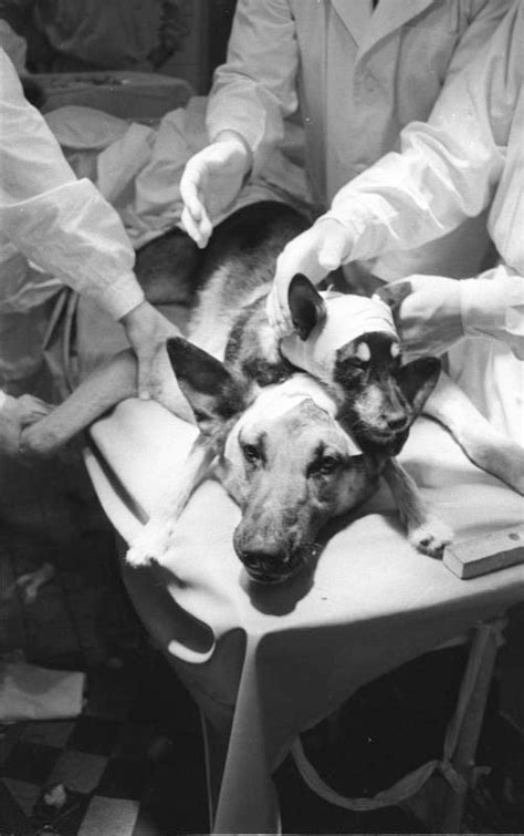 Two Headed Dogs And Human Head Transplants