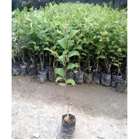 Thai Apple Ber Plant Green And Red फल का पौधा फलों के पौधे फ्रूट प्लांट फ्रूट प्लांट्स