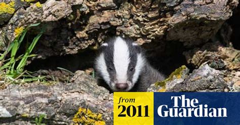 National Trust To Begin Badger Vaccine Trial Farming The Guardian