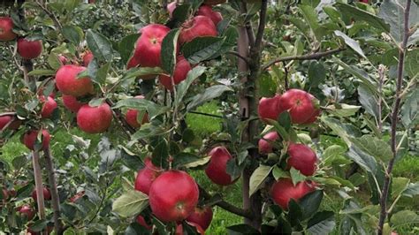 Scab Resistant Apple Varieties