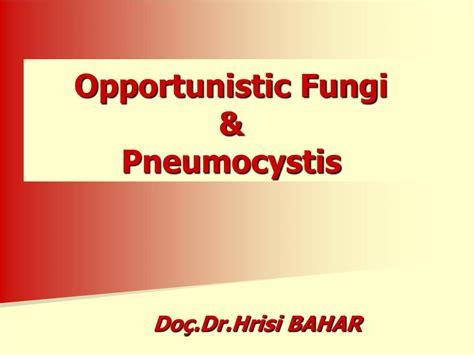 Ppt Opportunistic Fung I And Pneumocystis Powerpoint Presentation Id