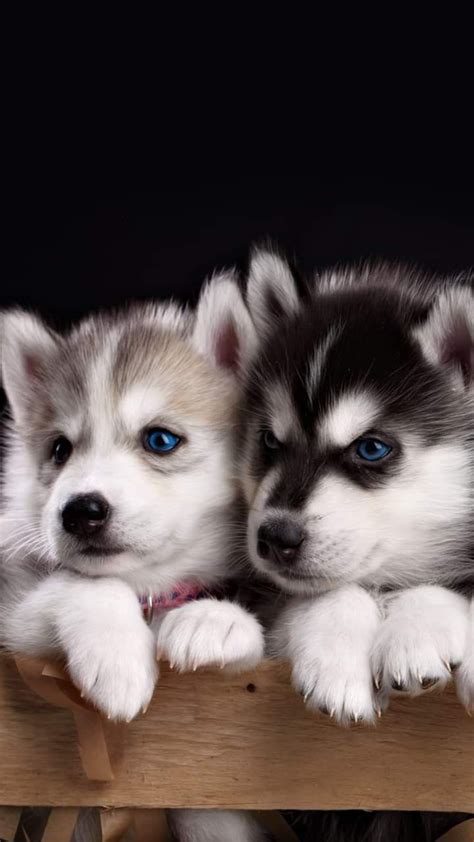 Husky Puppies Cute Animals Puppies Cute Animals Cute Baby Dogs
