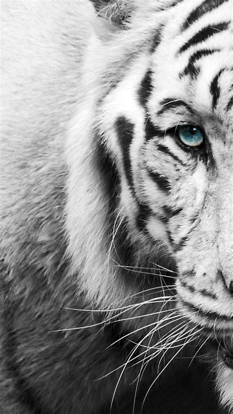 Animals Black And White Wallpapers Top Free Animals Black And White