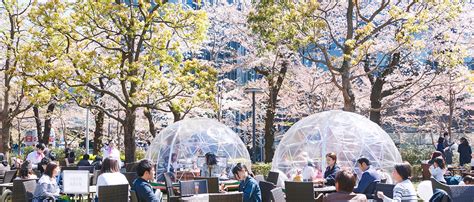 เที่ยวญี่ปุ่น ดอทคอม | MIDTOWN BLOSSOM 2019 ชมซากุระที่โตเกียวมิดทาวน์ ...
