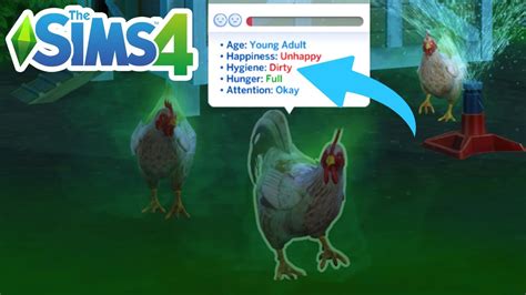 How To Clean Dirty Chicken Cottage Living Chickens Guide The Sims 4