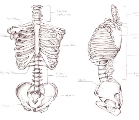 Skeletal Torso By Lilithianrose Spine Drawing Neck Drawing Skull Art