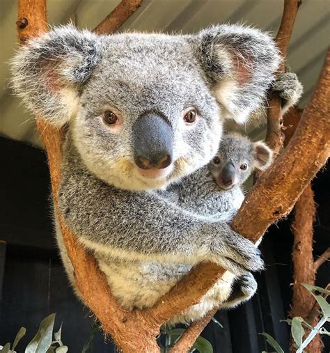 Dan Rumsey On Instagram Beautiful Koala Mum And Her Little Joey