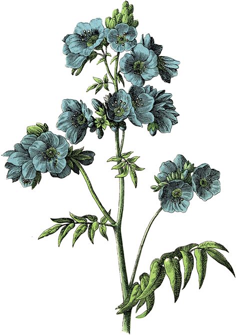 8 Blue Flowers Images Botanical The Graphics Fairy Botanical