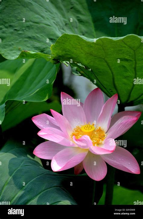 Jinan Chinas Shandong Province 2nd July 2016 A Lotus Flower Blooms