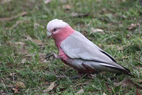 5 Pink Pet Bird Species With Pictures