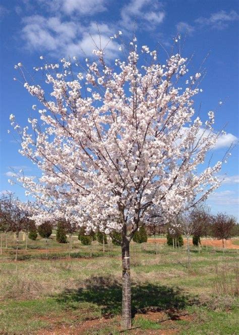 Shipping large and mature trees. Akebono Cherry : Hunter Trees