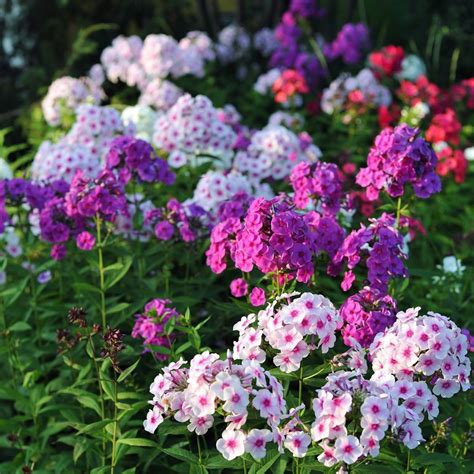 Phlox Paniculata Mix Seeds The Seed Collection